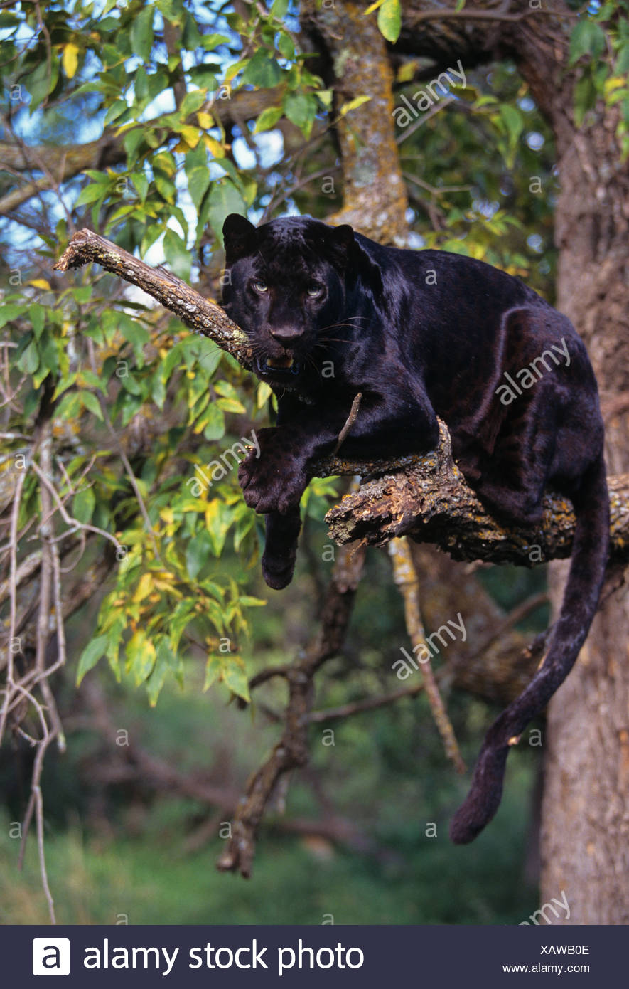 Black Panther Tree Stock Photos & Black Panther Tree Stock Images Alamy