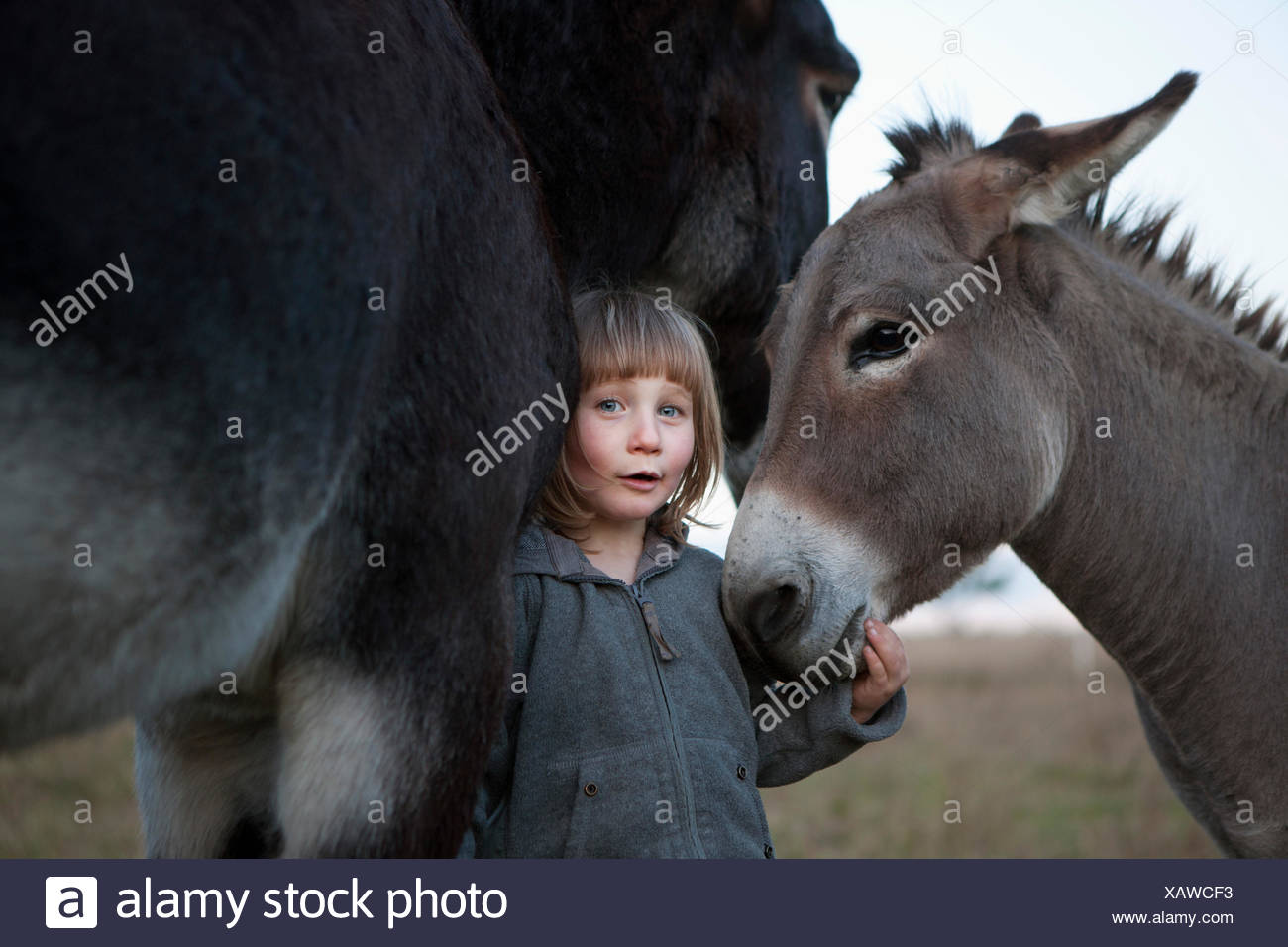 Donkey With Bangs High Resolution Stock Photography and Images - Alamy