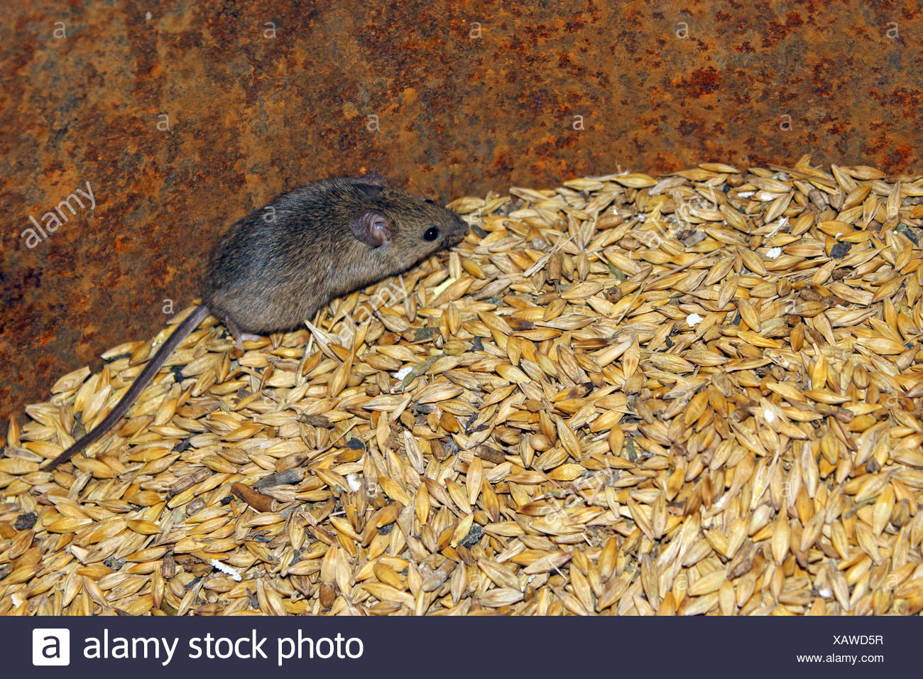 Mouse On The Wheat In The Pantry Stock Photo 282071603 Alamy