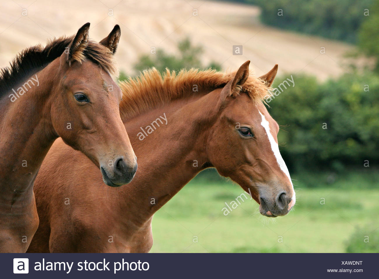 Selle Francais Horse High Resolution Stock Photography And Images Alamy Selle Francais Horse High Resolution Stock Photography And Images Alamy