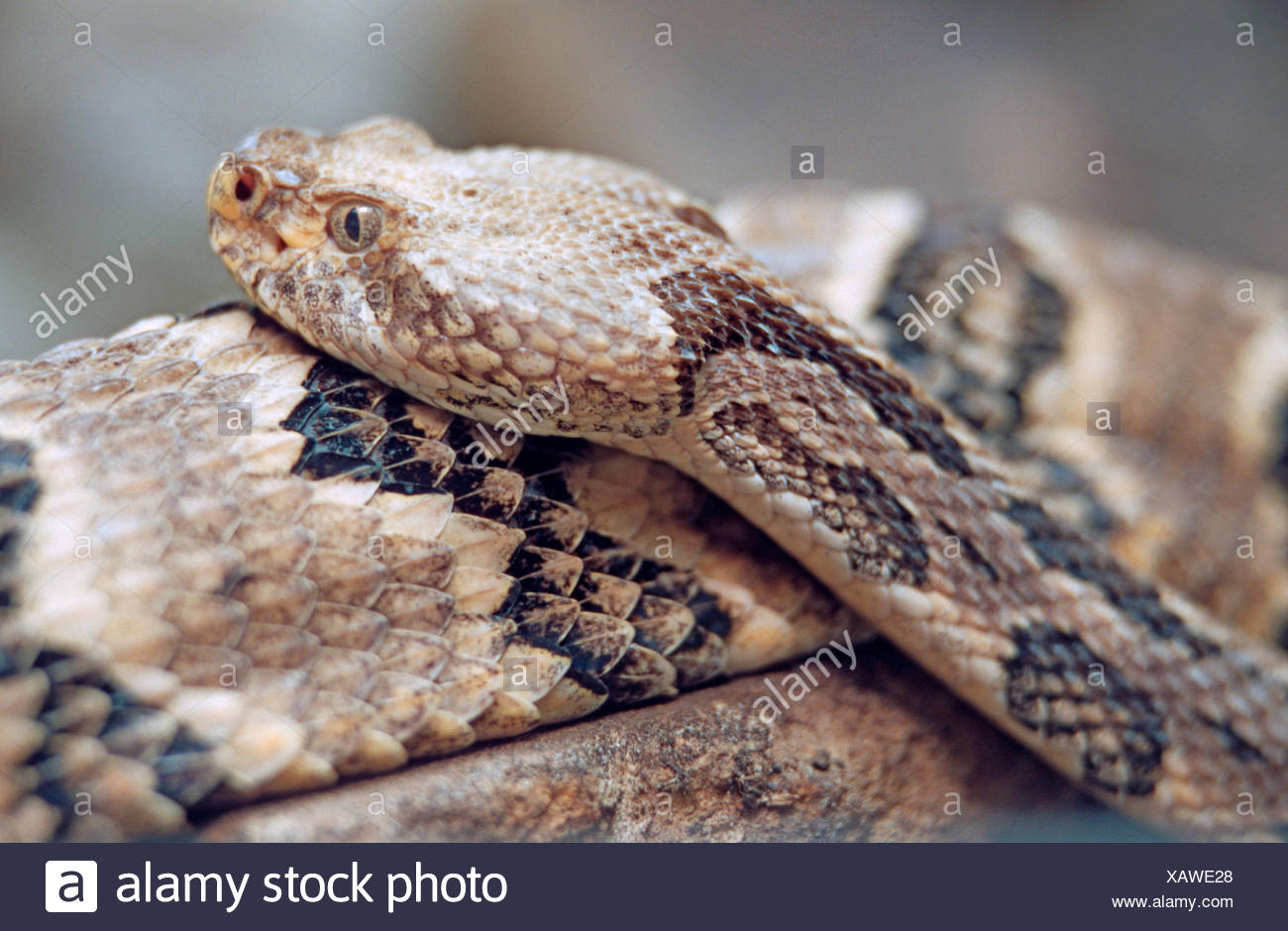 Timber Rattlesnake Crotalus Horridus High Resolution Stock Photography ...