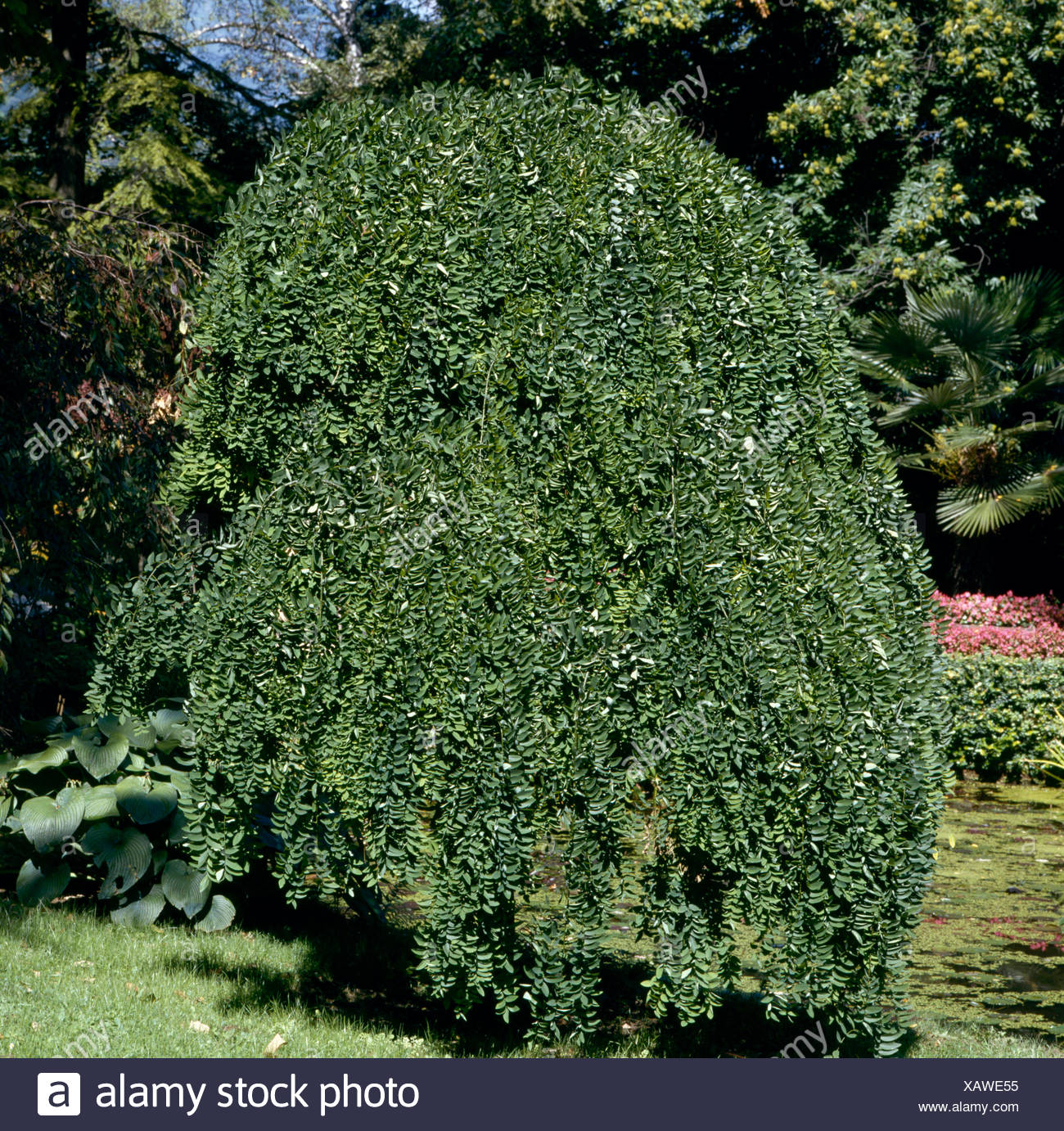 Sophora Japonica Stock Photos & Sophora Japonica Stock Images - Alamy