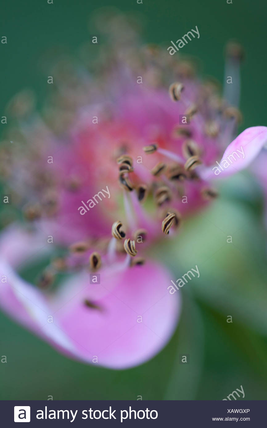 Flower Losing Petals High Resolution Stock Photography and Images Alamy