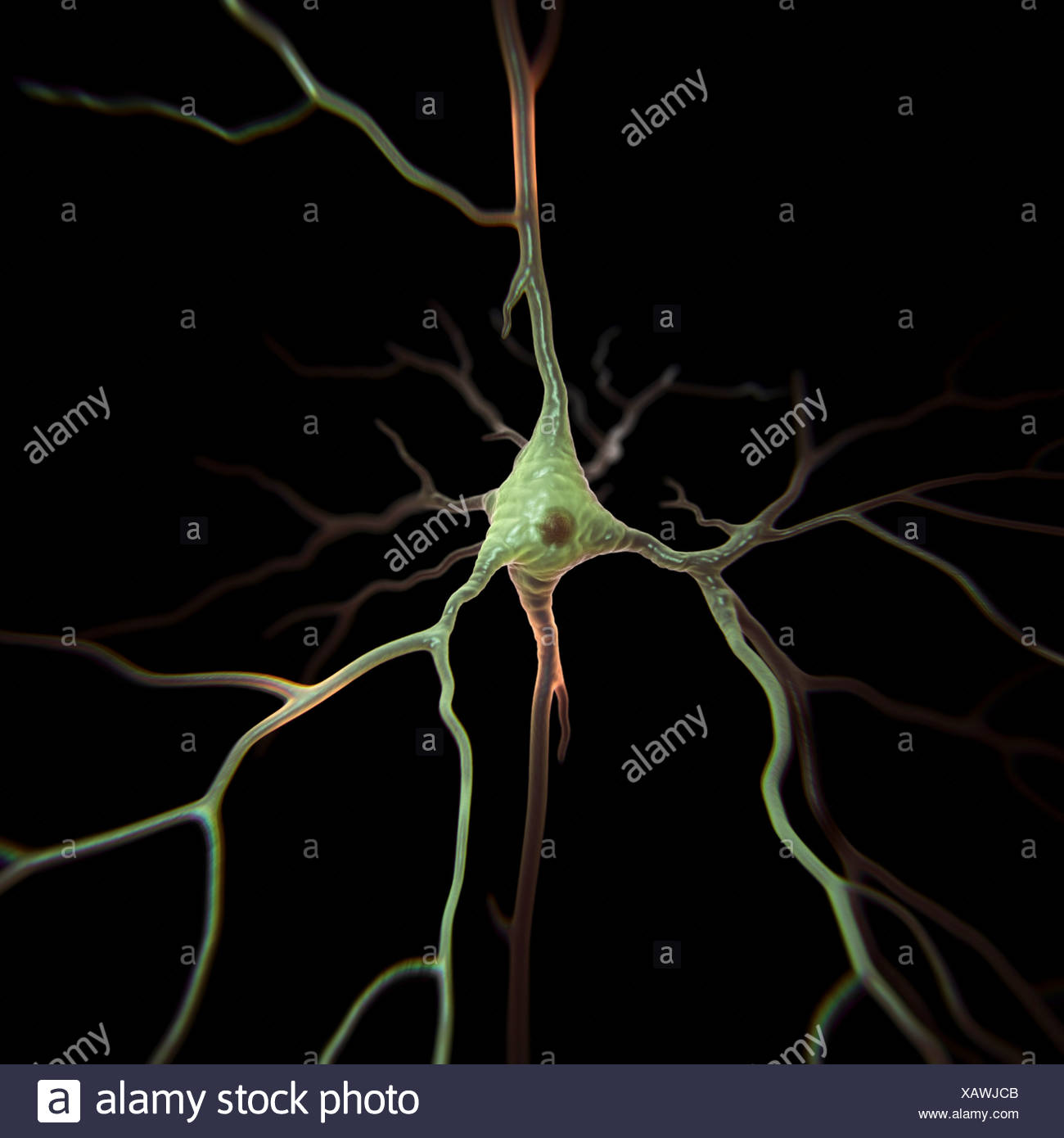 Type Of Neuron High Resolution Stock Photography and Images - Alamy