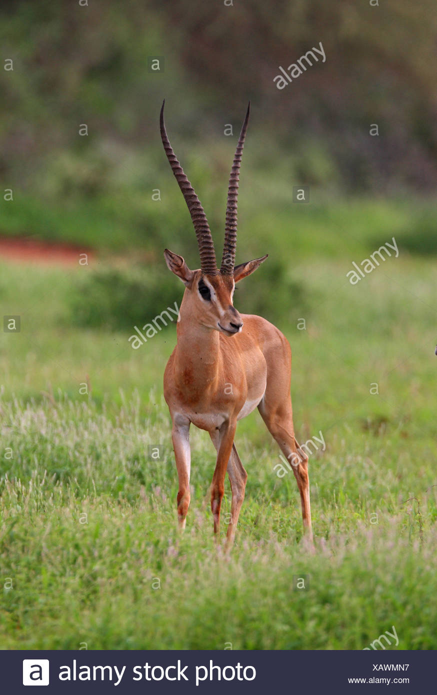 Grant's Gazelle Gazella granti adult male Stock Photo - Alamy Grant's Gazelle Gazella granti adult male Stock Photo - Alamy
