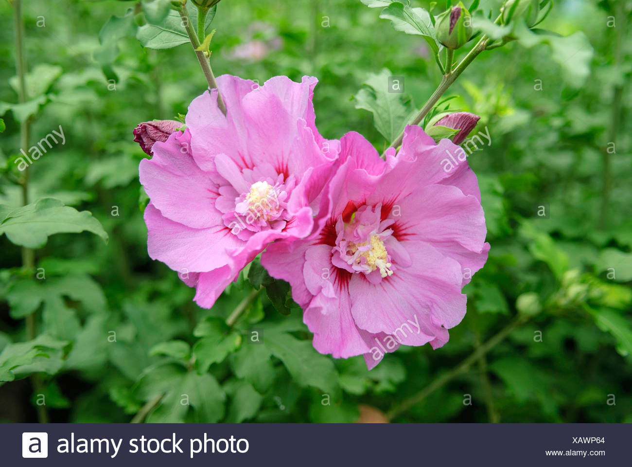 Bloom Rose Hibiscus Syriacus High Resolution Stock Photography and ...