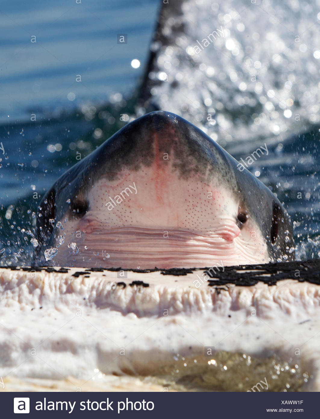 Dead Great White Shark High Resolution Stock Photography and Images - Alamy