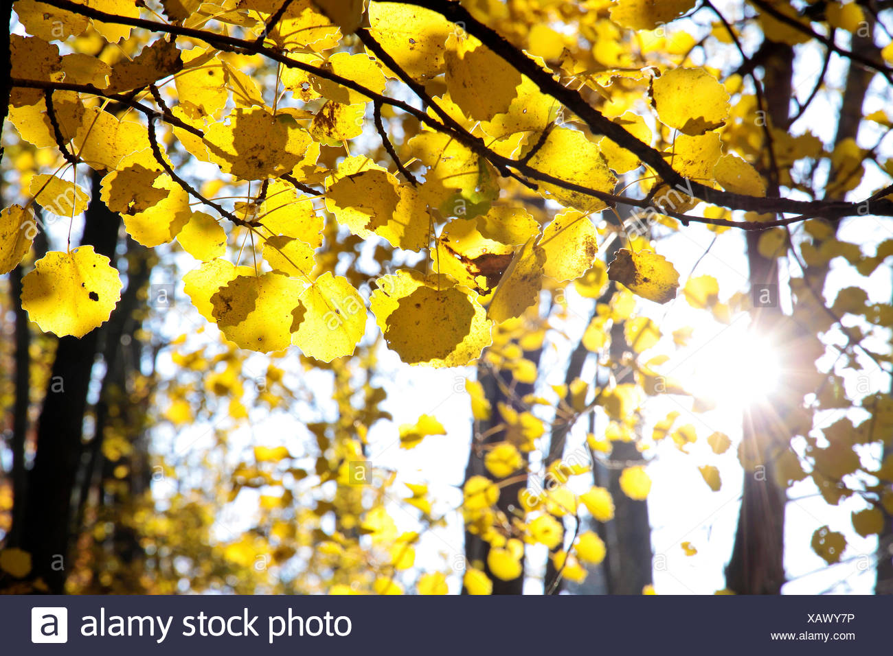 Zitterpappel High Resolution Stock Photography And Images Alamy