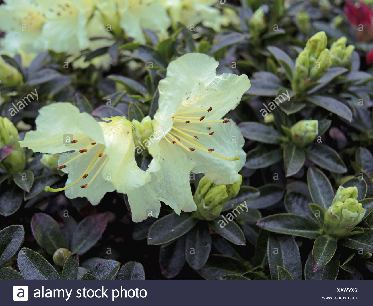 Rhododendron Rhododendron Hanceanum Princess Anne Rhododendron Hanceanum Princess Anne Flowers Of Cultivar Princess Anne Stock Photo Alamy