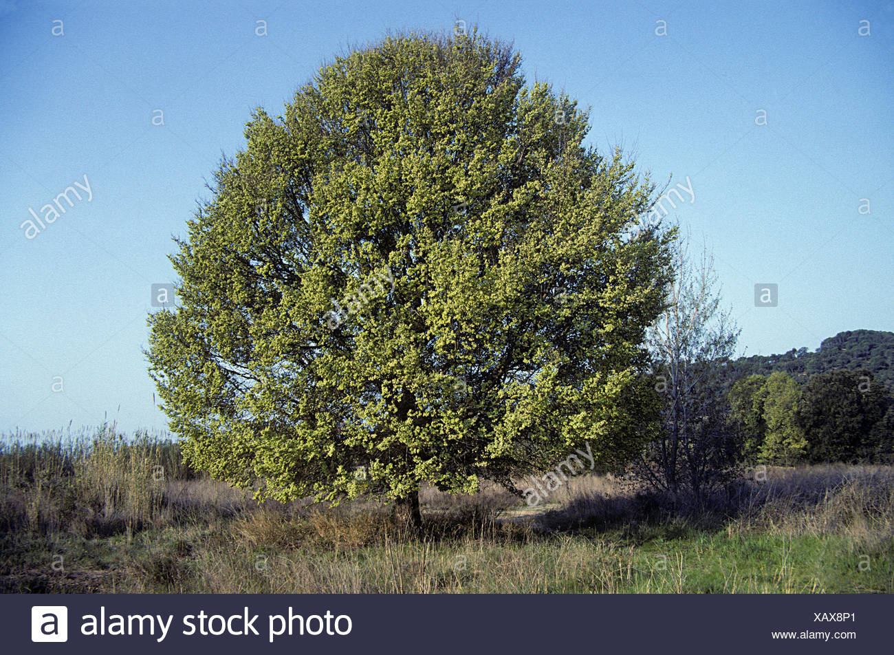 English Elm Stock Photos & English Elm Stock Images Alamy