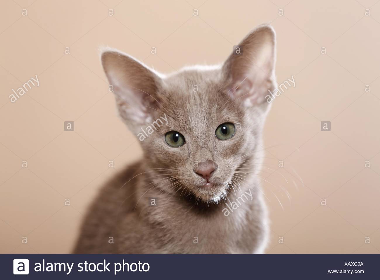 Oriental Shorthair Kitten Stock Photo 282092618 Alamy