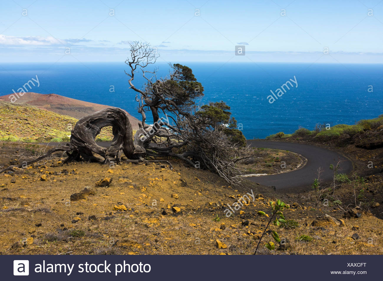 Spanien, Kanarische Inseln, El Hierro, windgebeugter Wacholderbaum bei El Sabinar Stock Photo