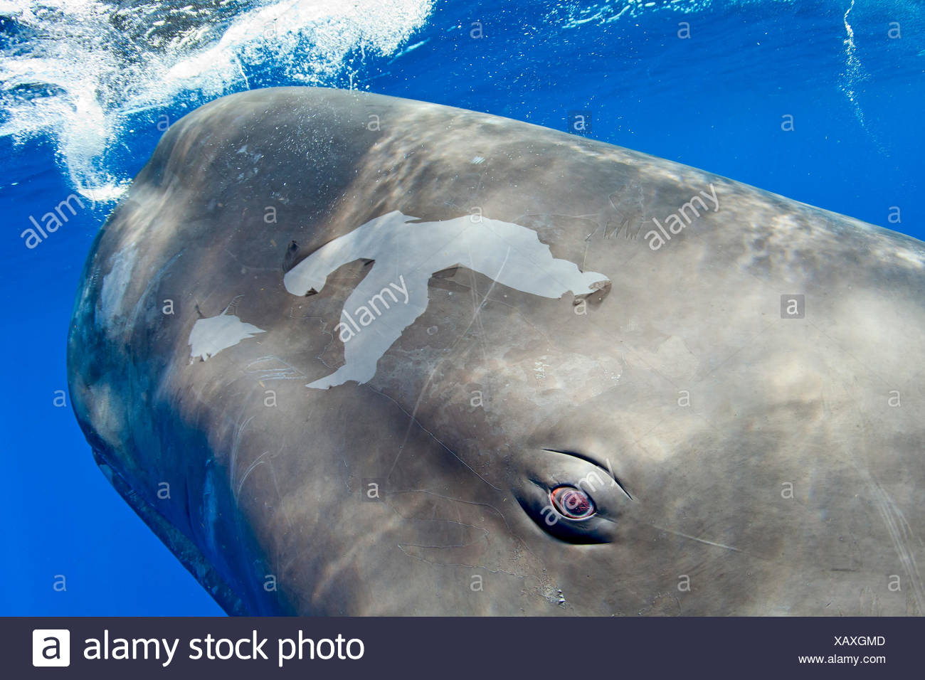 white sperm whale