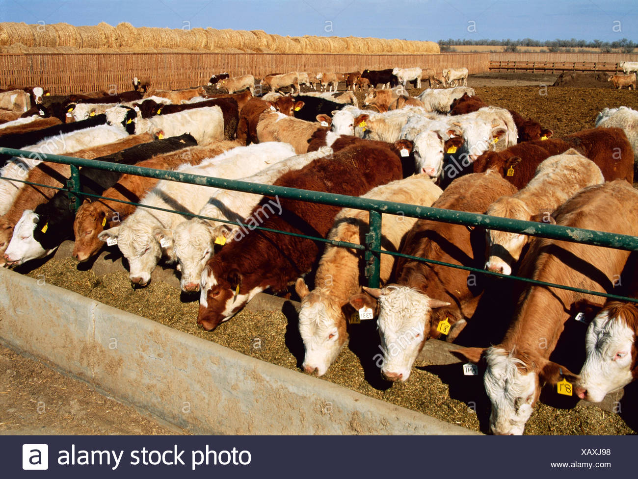 Cattle Eating Silage High Resolution Stock Photography and Images Alamy