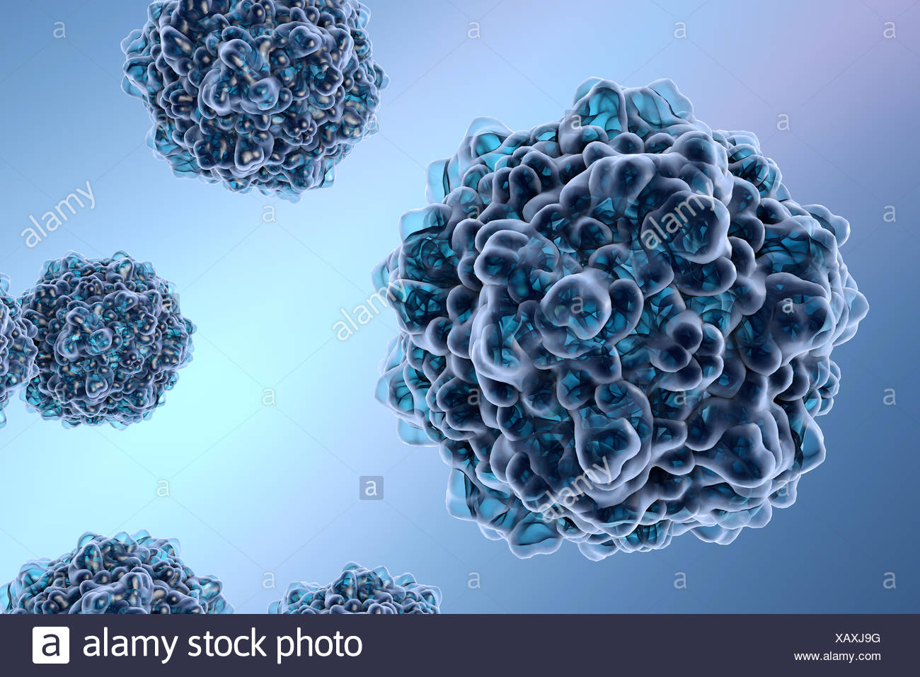 Parvovirus B19 Virus High Resolution Stock Photography and Images Alamy