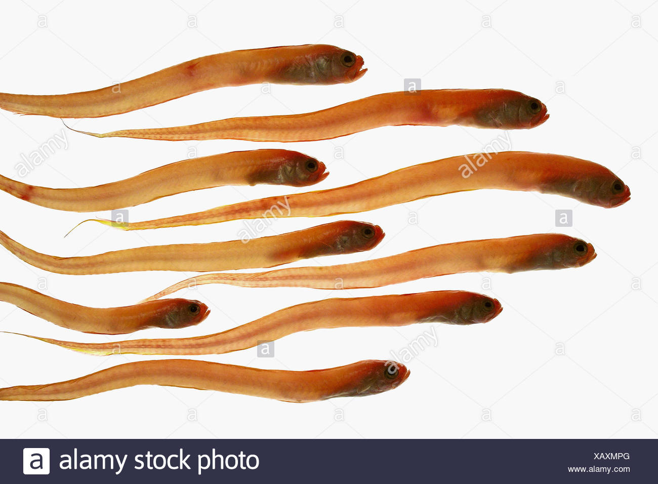 Red Bandfish High Resolution Stock Photography and Images - Alamy