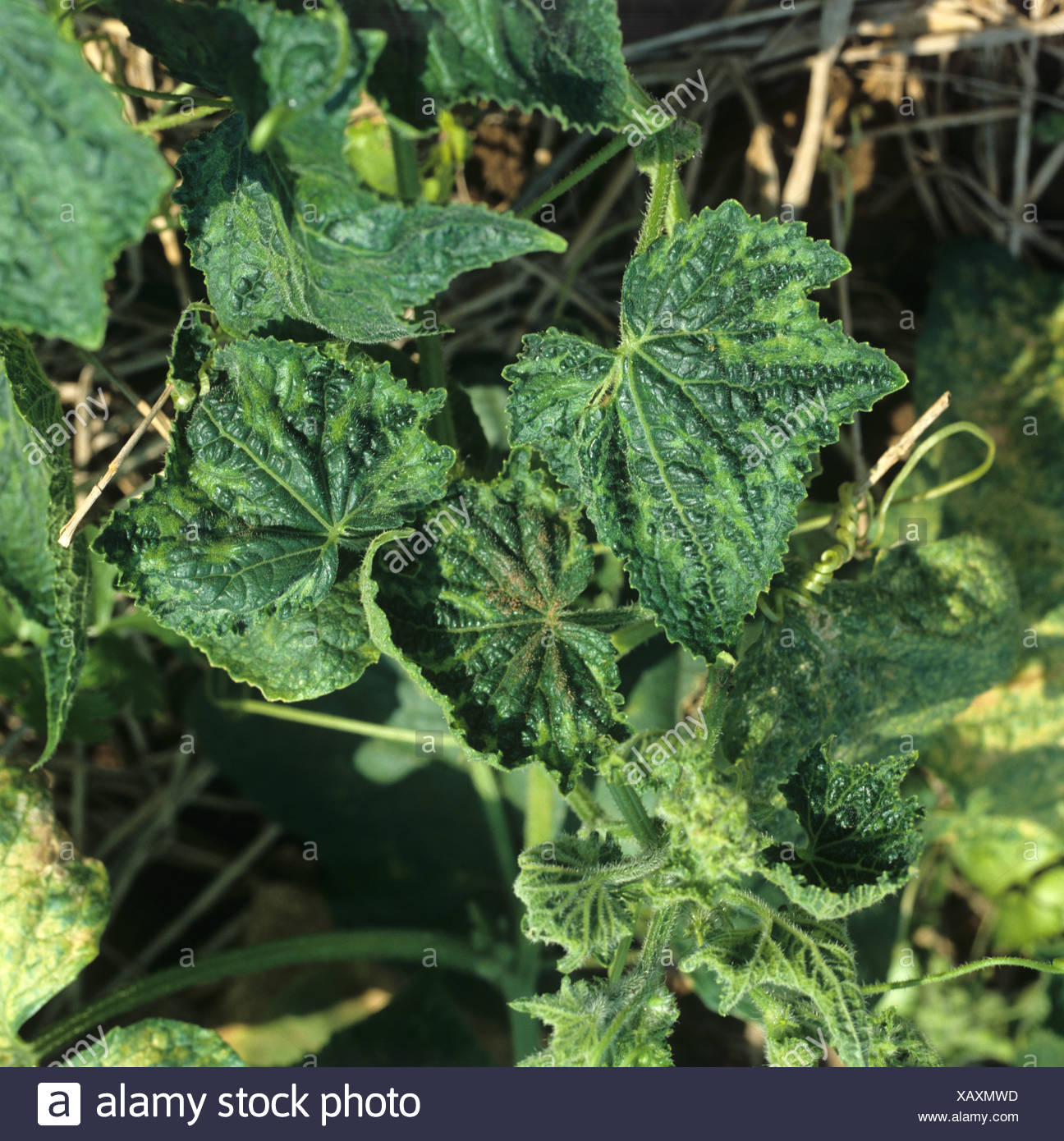 Top 99+ Images Cucumber Plant Diseases With Pictures Completed