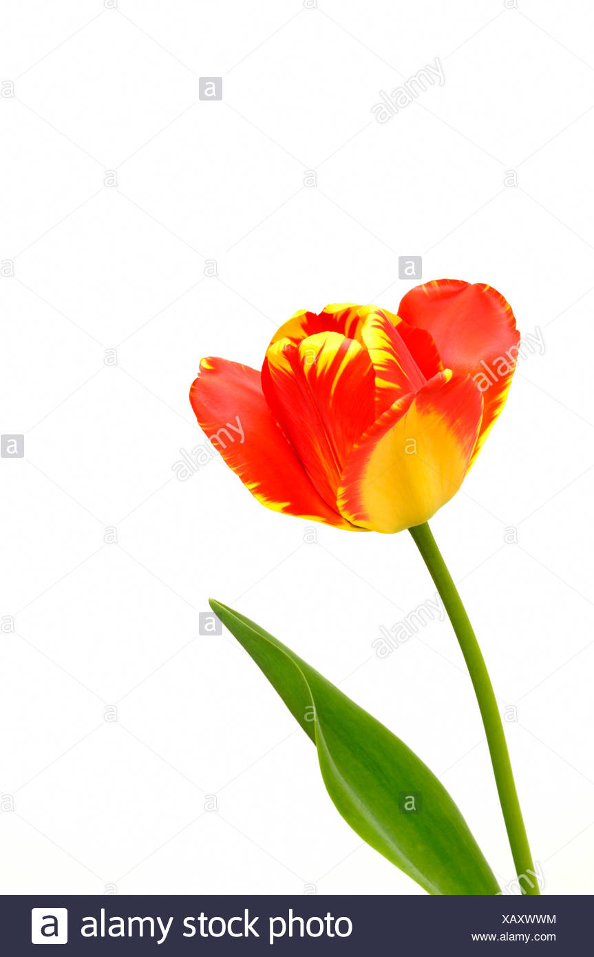 Tulip (Tulipa), red, yellow Stock Photo
