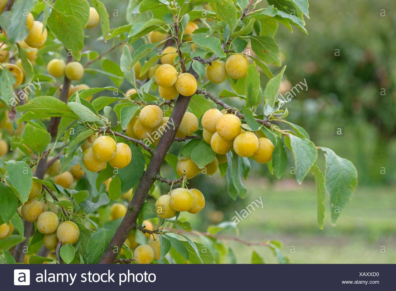 Nancy Mirabelle Pflaumenbaum – Selbstfruchtend & Ideal Für Terrasse Und Balkon