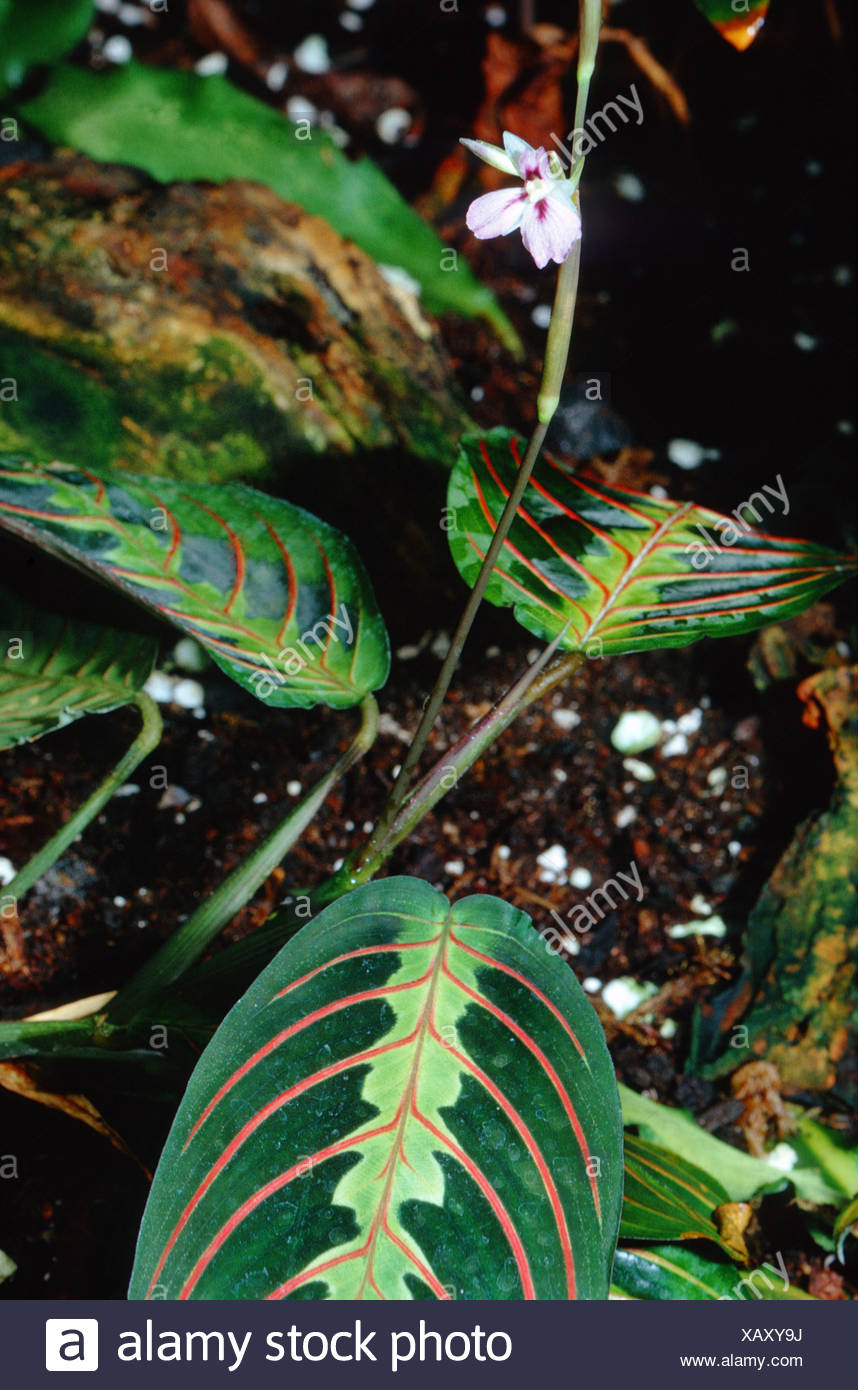 Prayer Plant Maranta Leuconeura Stock Photos & Prayer ...