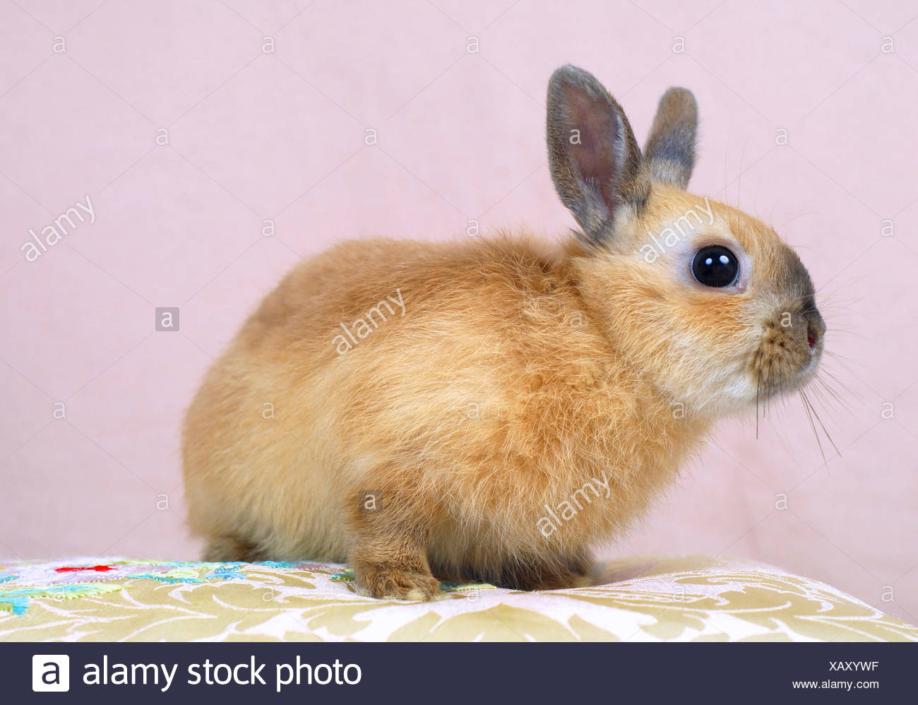 Netherland Dwarf Oryctolagus Cuniculus F Domestica Young