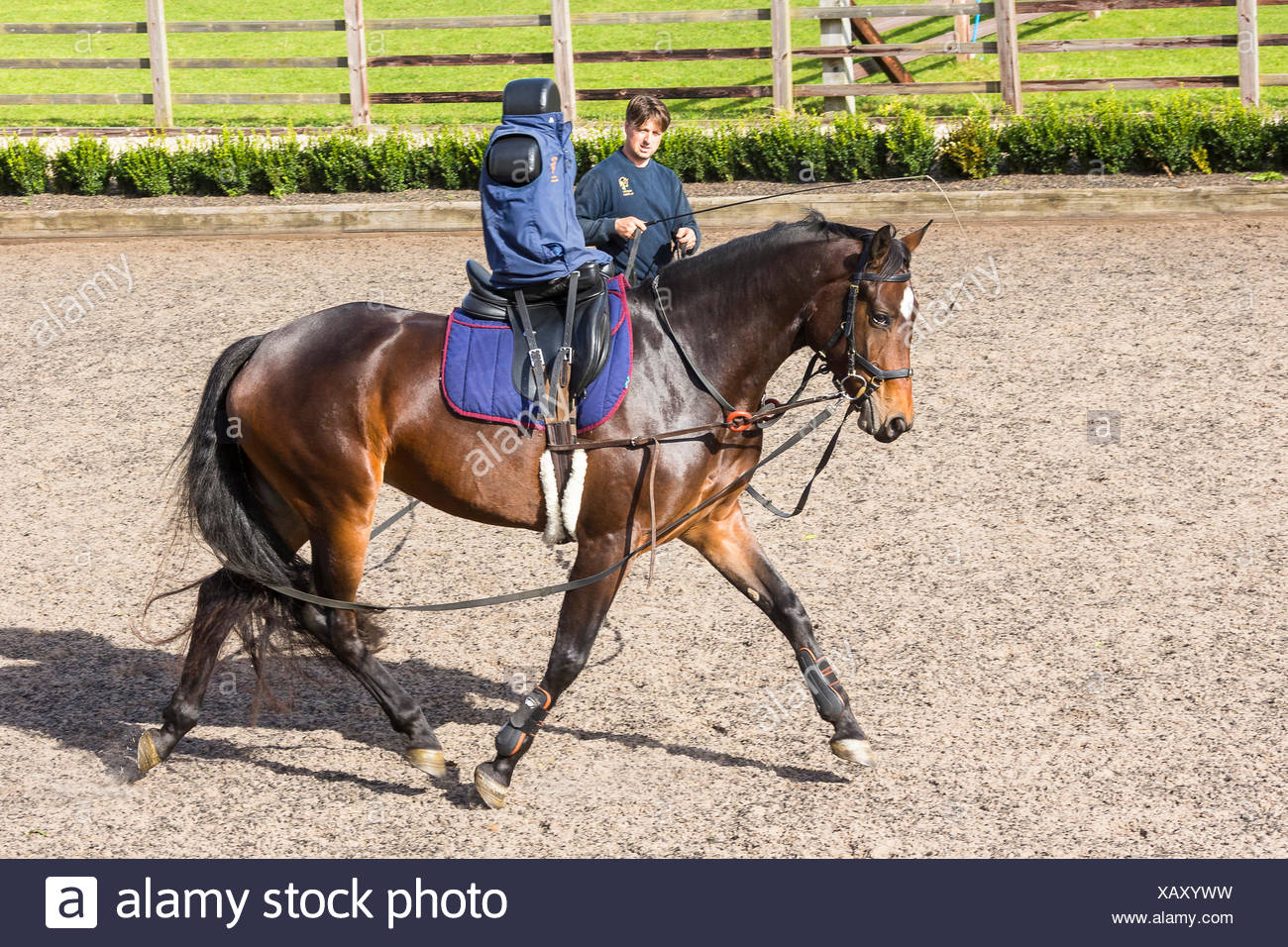Oldenburg Horse, Training a juvenile mare with the help of double lungeing  rein and riding dummy. Great Britain Stock Photo - Alamy