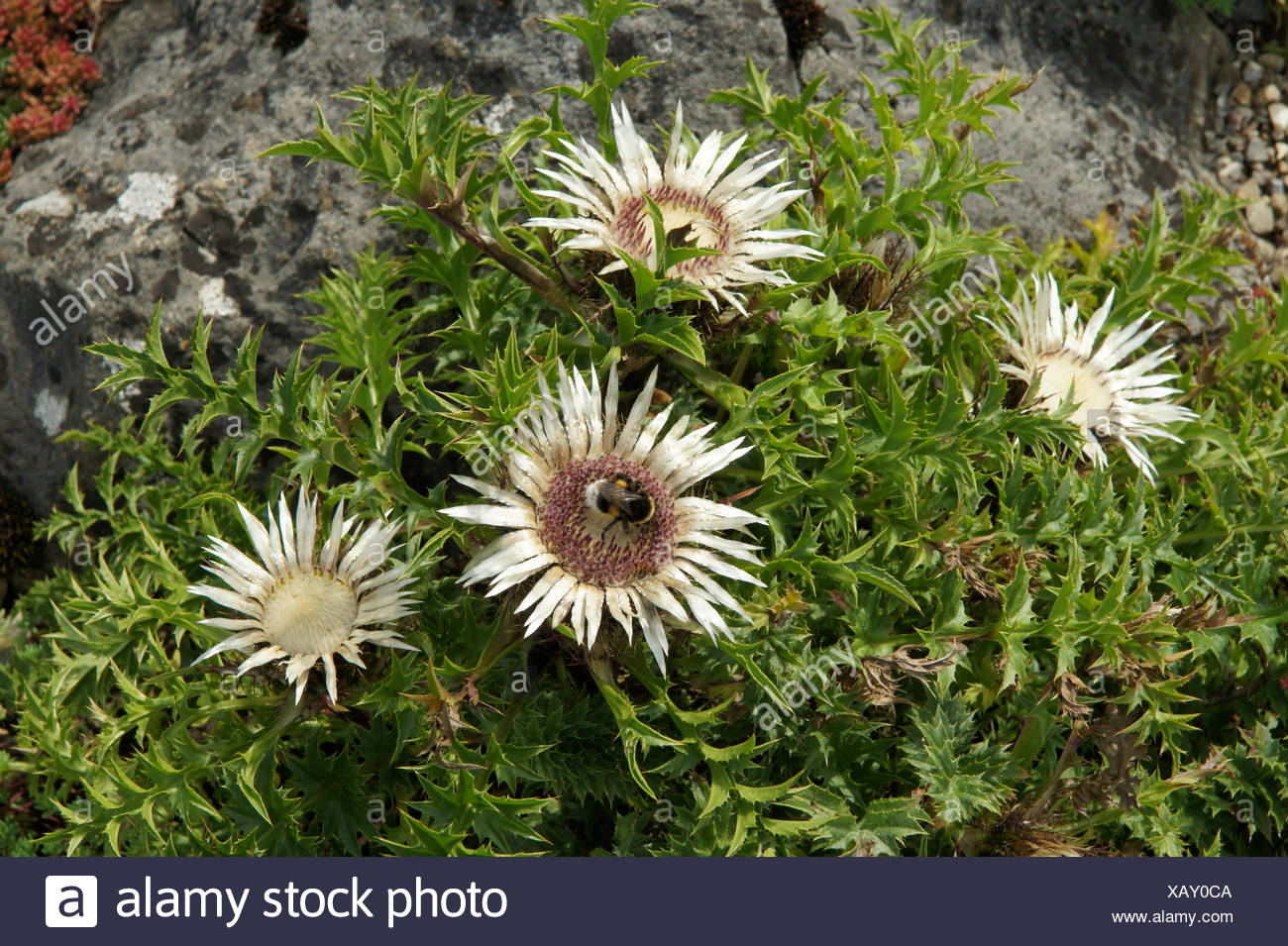 Stemless Carline High Resolution Stock Photography and Images Alamy