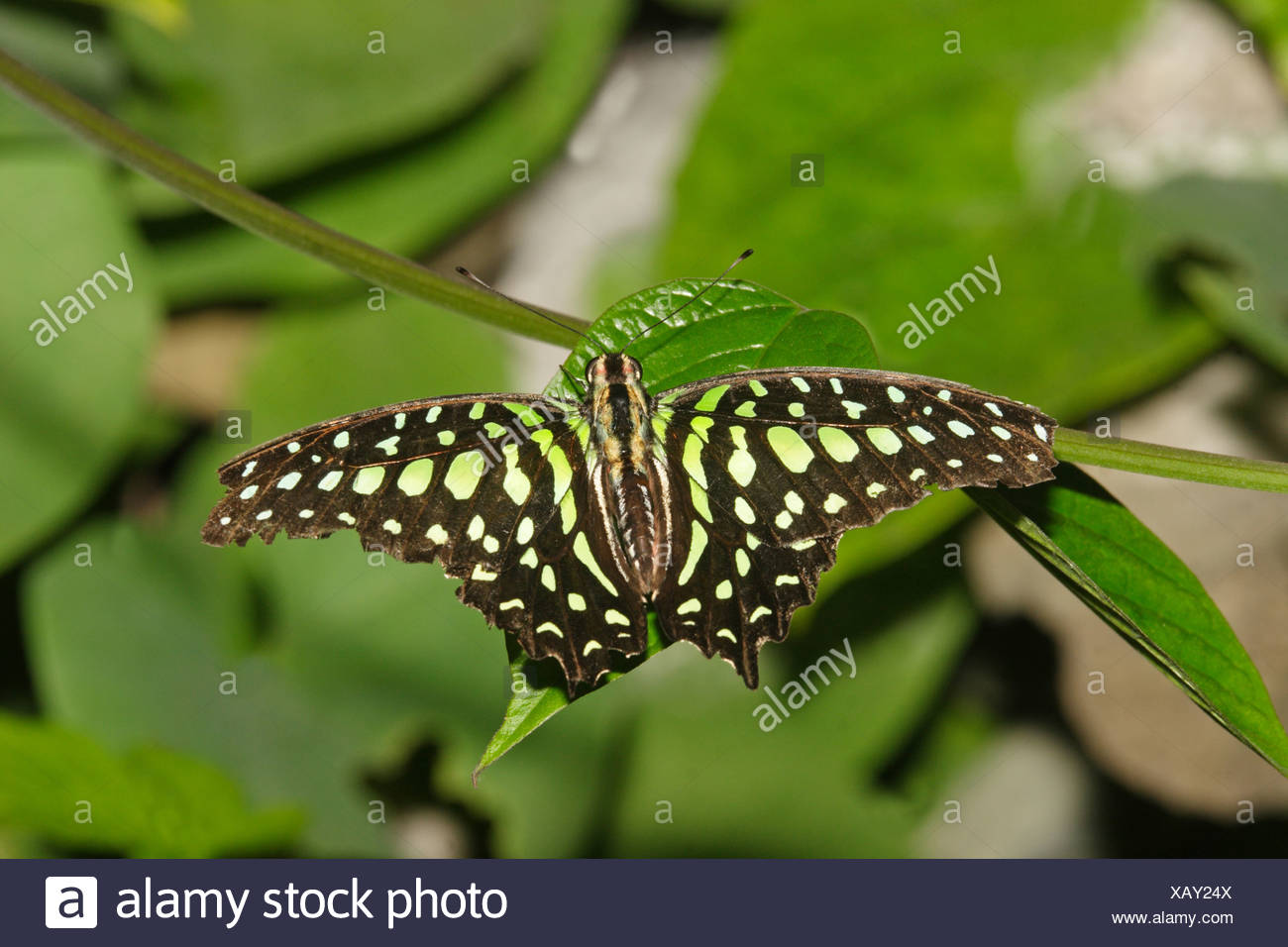 Trogonoptera Brookiana High Resolution Stock Photography And Images Alamy