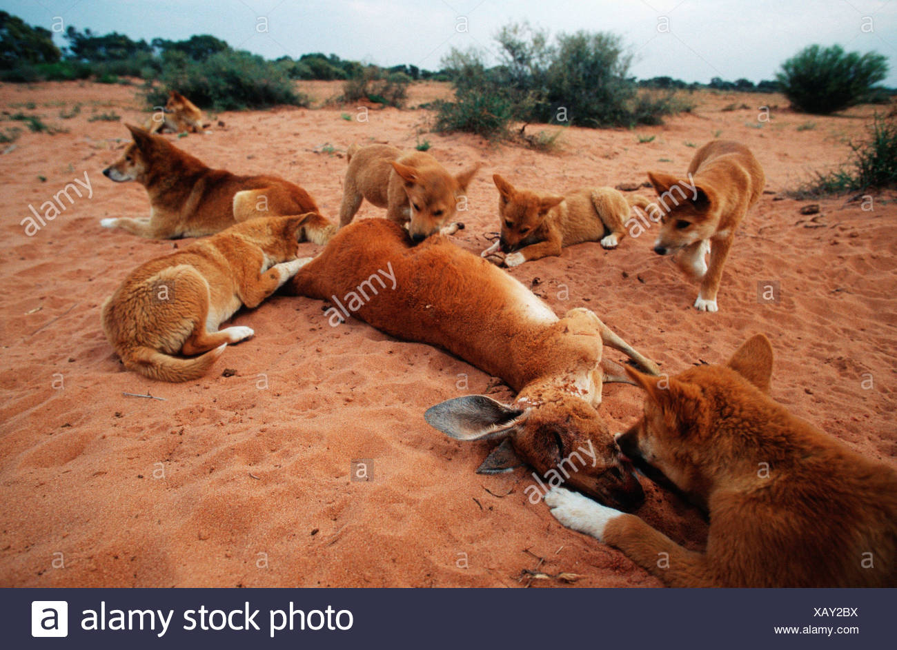 Dingo Eating Stock Photos Dingo Eating Stock Images Alamy dingo-eating-stock-photos-dingo-eating-stock-images-alamy