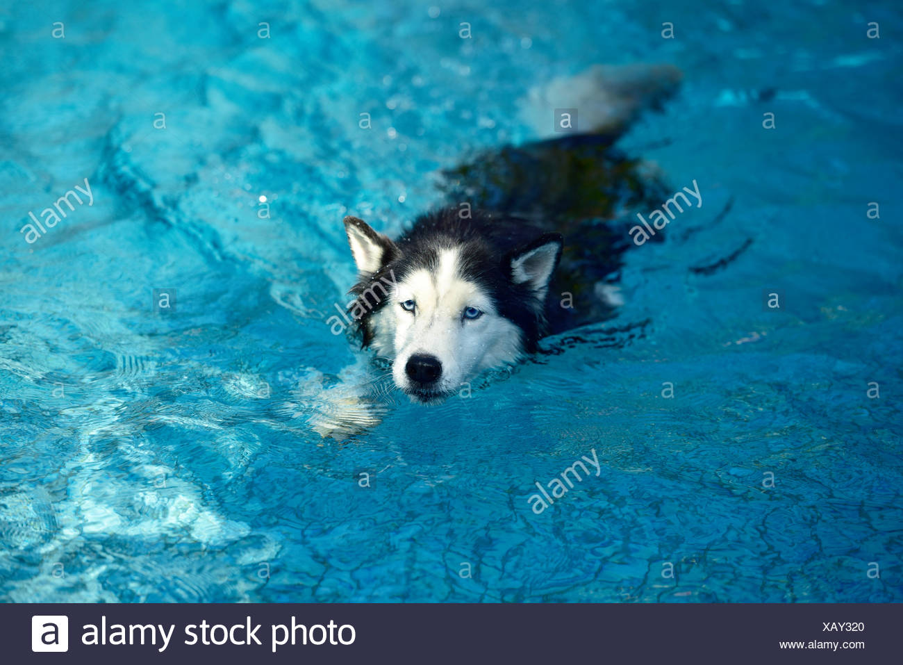 husky swimming pool