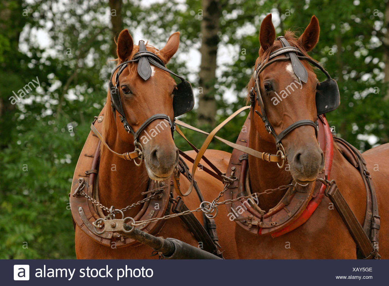 Pferdegespann High Resolution Stock Photography and Images - Alamy