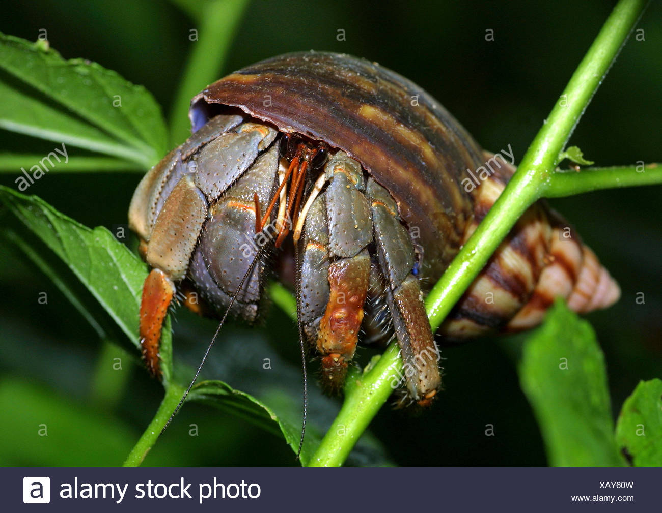Hermit Crab High Resolution Stock Photography and Images - Alamy