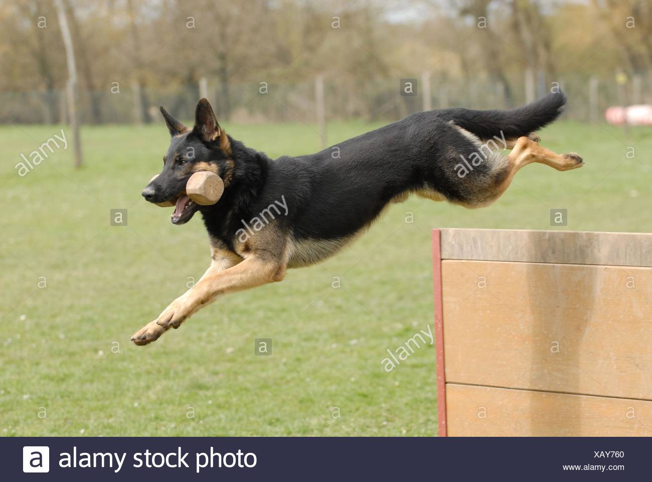 German Shepherd Jumping Stock Photos & German Shepherd Jumping Stock