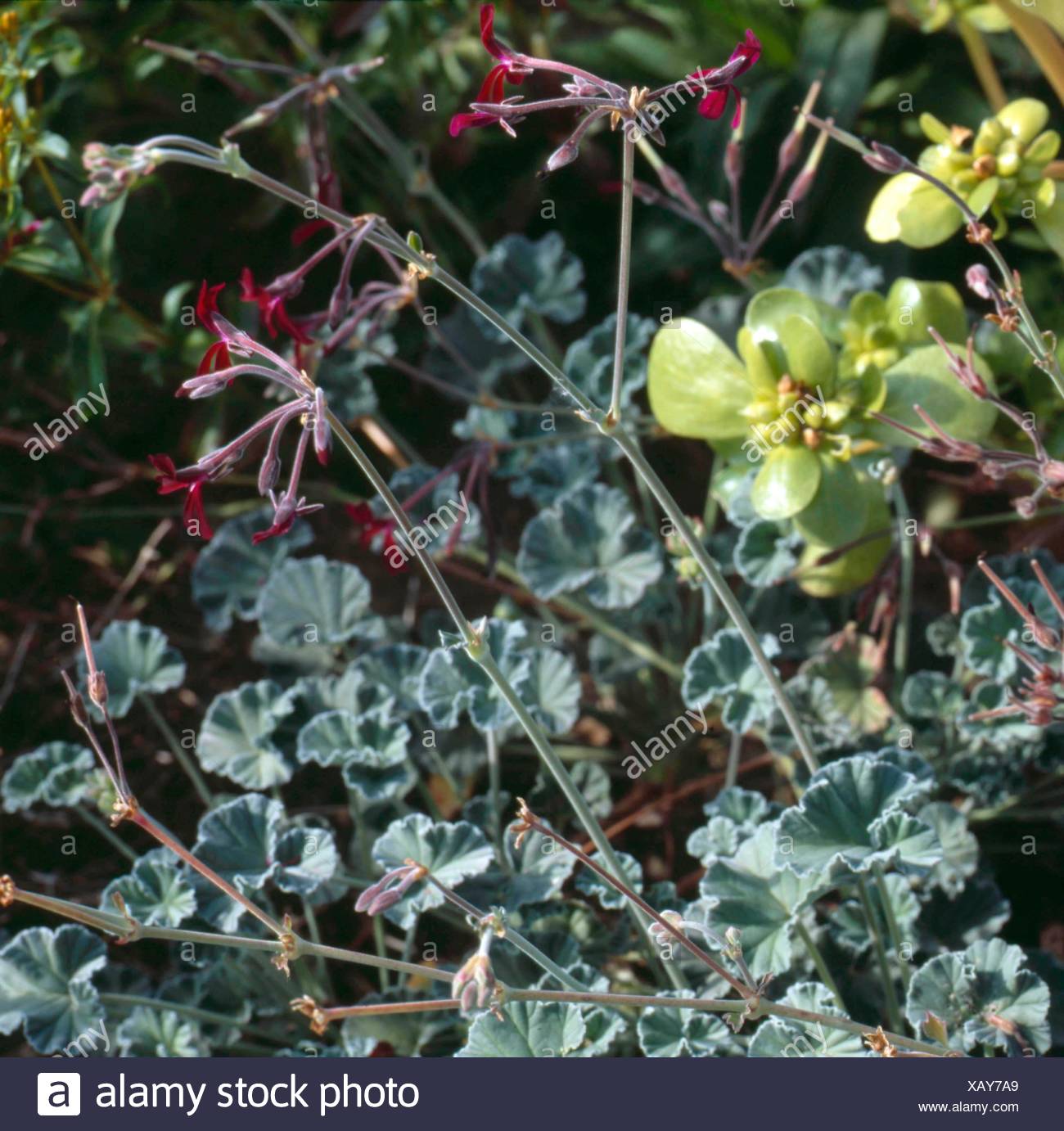 Pelargonium sidoides AGM Plants, Seeds & Bulbs jwilsonsrestaurant Garden & Outdoors Pelargonium sidoides AGM Plants, Seeds & Bulbs jwilsonsrestaurant Garden & Outdoors