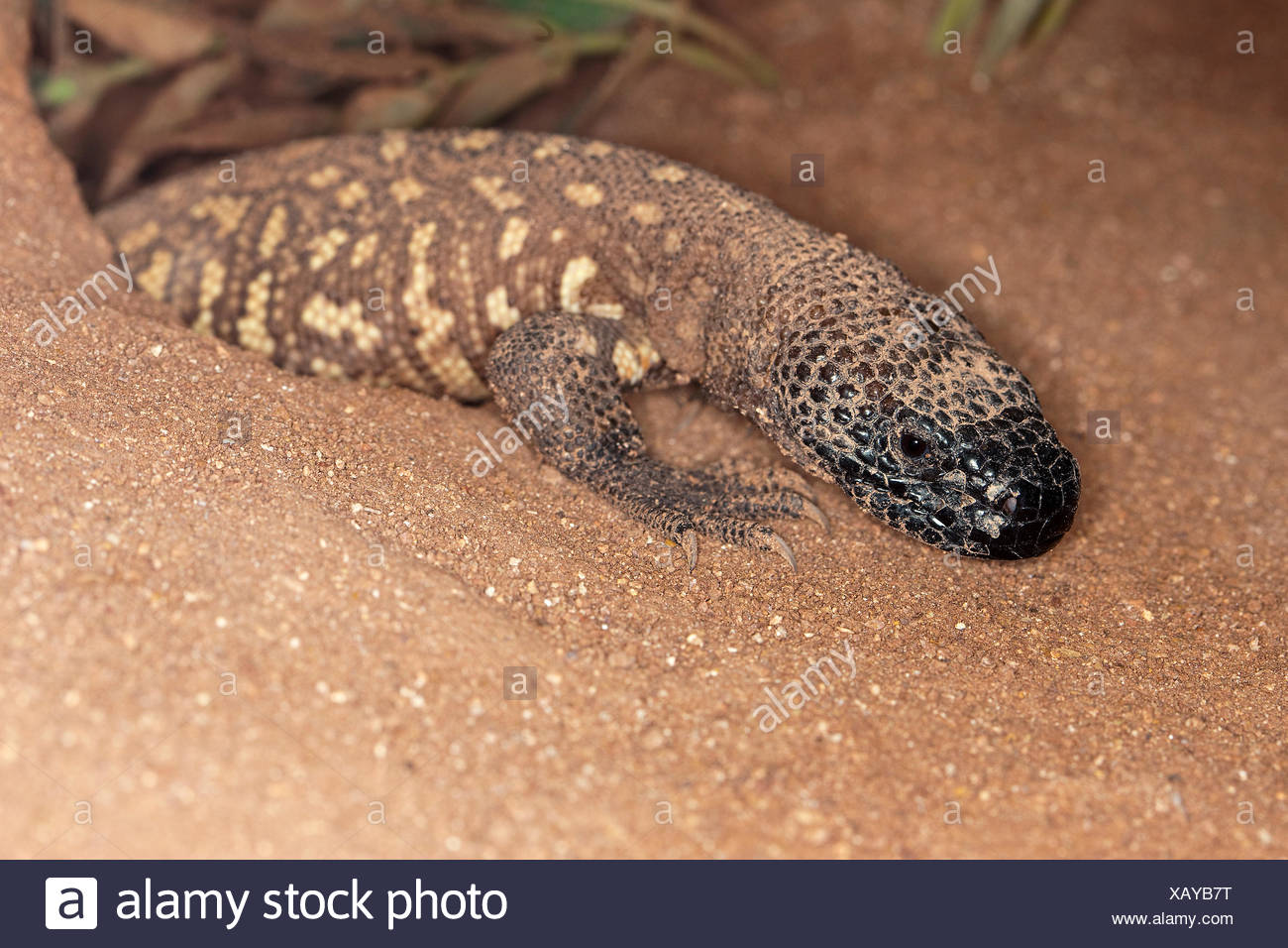 Mexican Beaded Lizard High Resolution Stock Photography and Images - Alamy