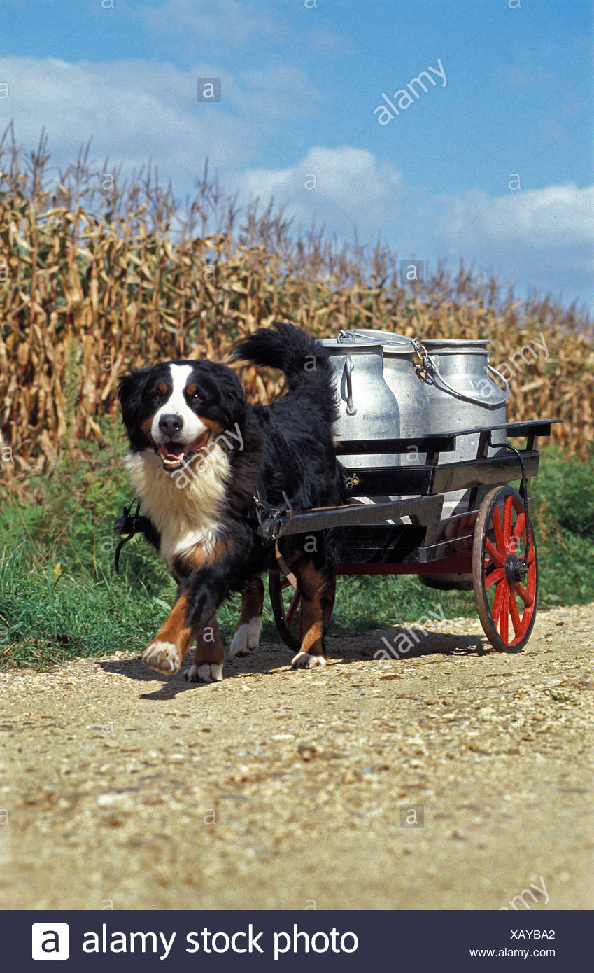 Bernese Mountain Dog Pulling Cart High Resolution Stock Photography and