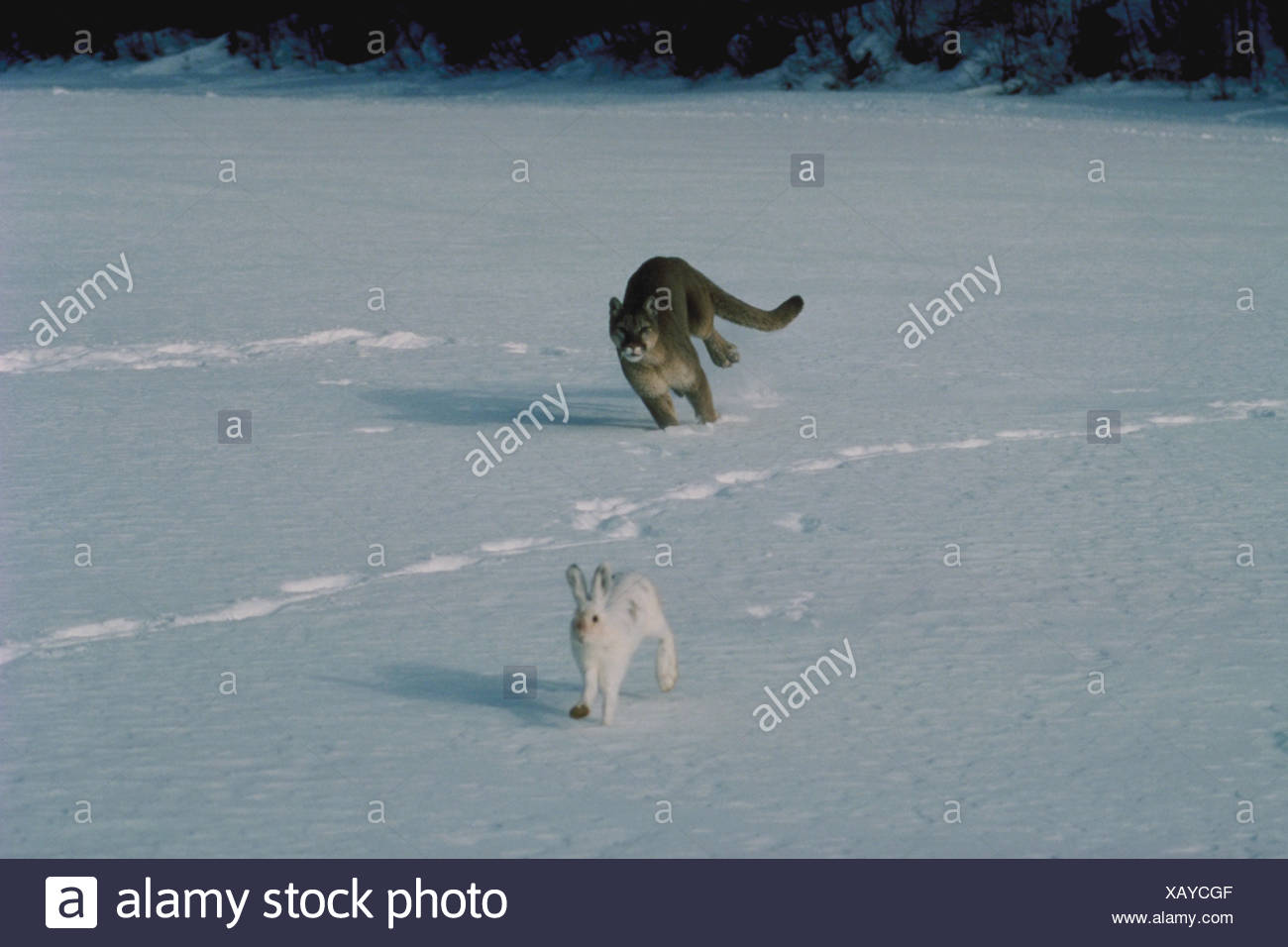 Rabbit Chasing Stock Photos & Rabbit Chasing Stock Images Alamy