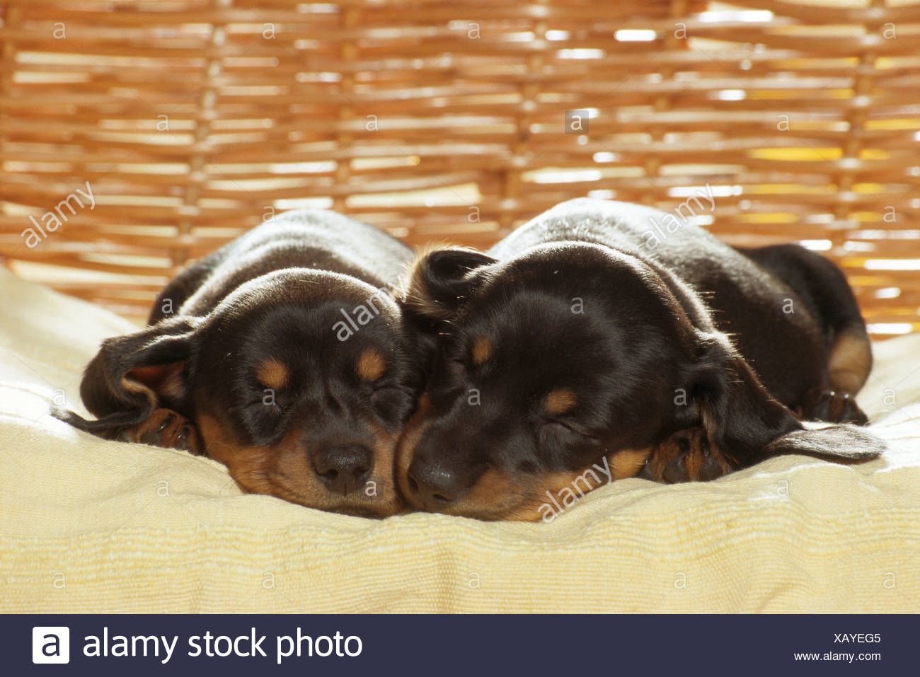 Two Short Haired Dachshund Dogs Puppies Sleeping Stock Photo
