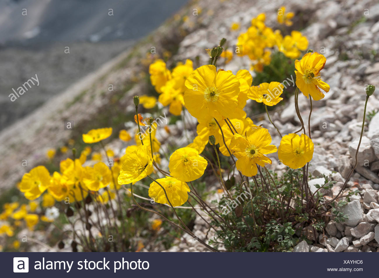 Alpine Poppy Papaver Alpinum High Resolution Stock Photography and
