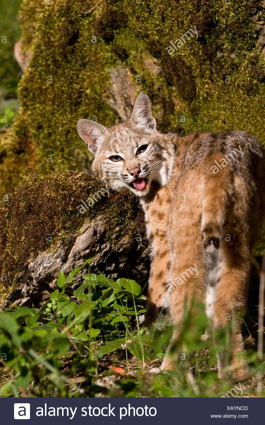 Lynx Animal Growling High Resolution Stock Photography and Images Alamy