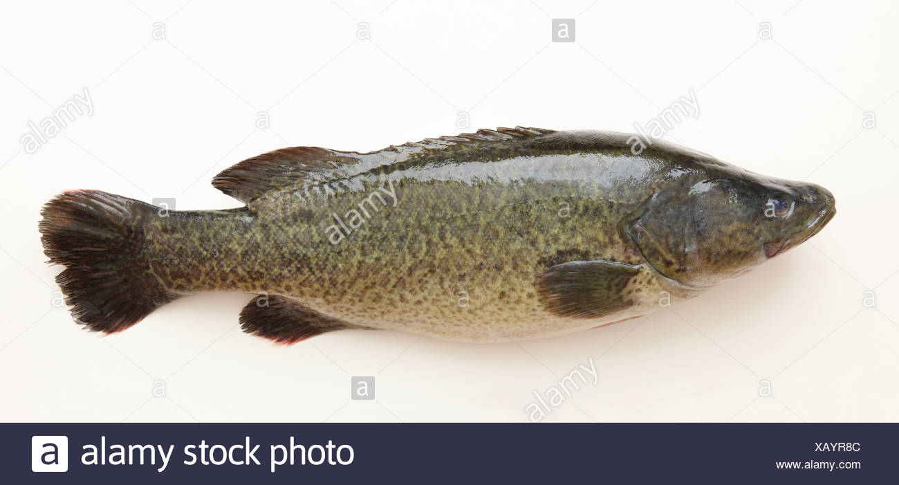 Murray Cod Stock Photos & Murray Cod Stock Images Alamy