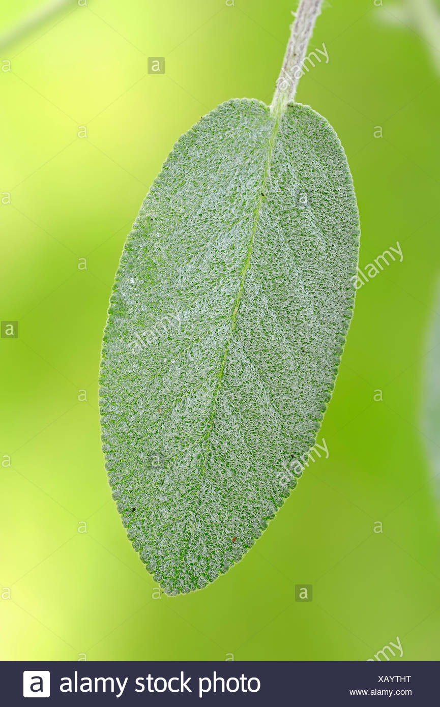 Salvia Officinalis Leaf High Resolution Stock Photography and Images