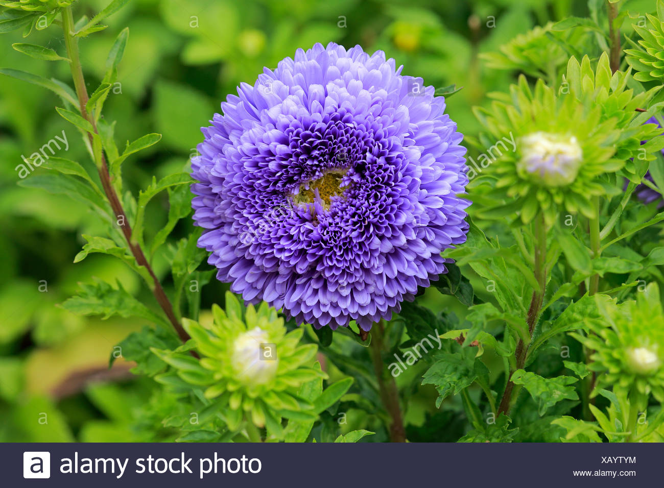 Callistephus Chinensis High Resolution Stock Photography And Images Alamy