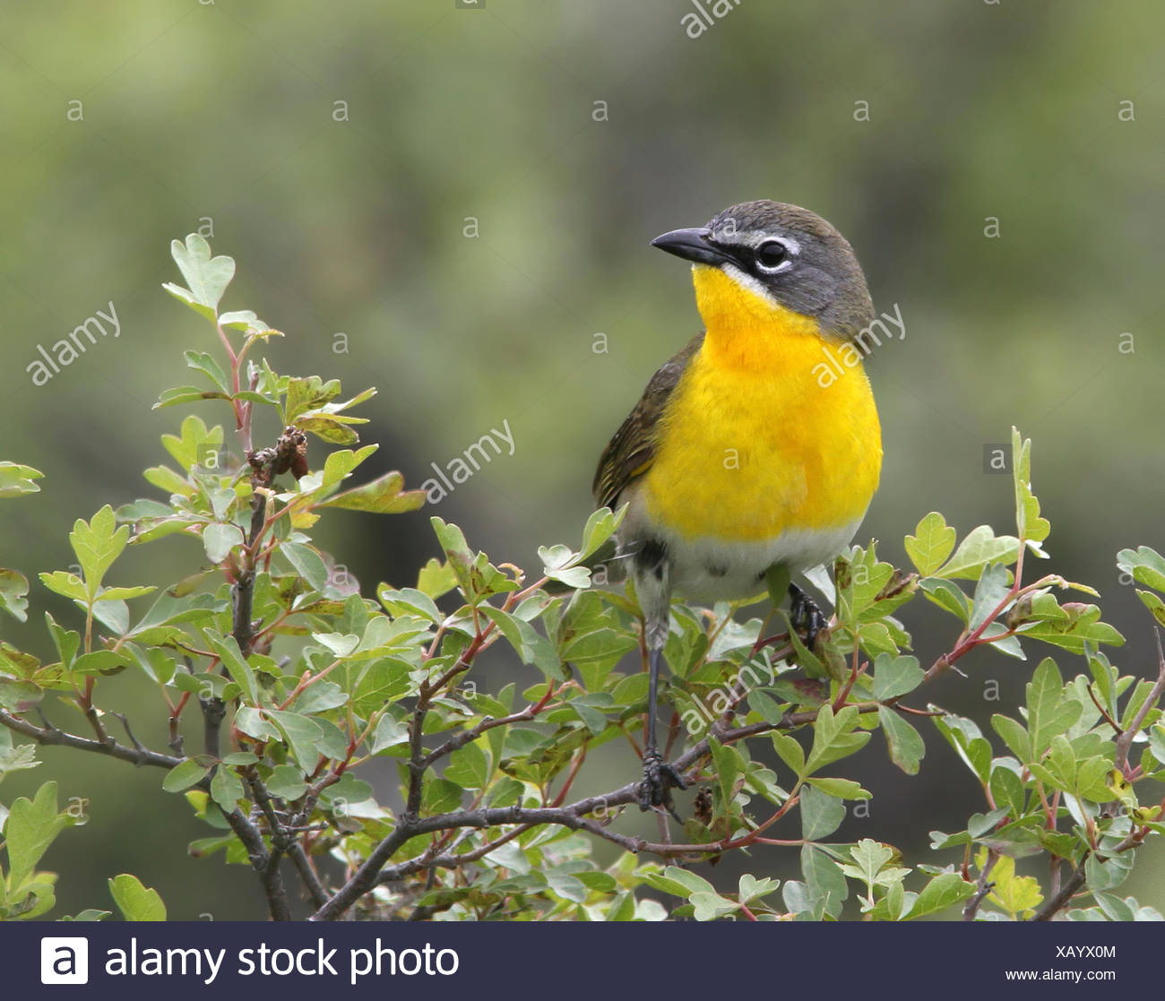 A Yellow Breasted Chat Icteria Virens Perched At Saskatchewan Landing Provincial Park Saskatchewan Stock Photo Alamy