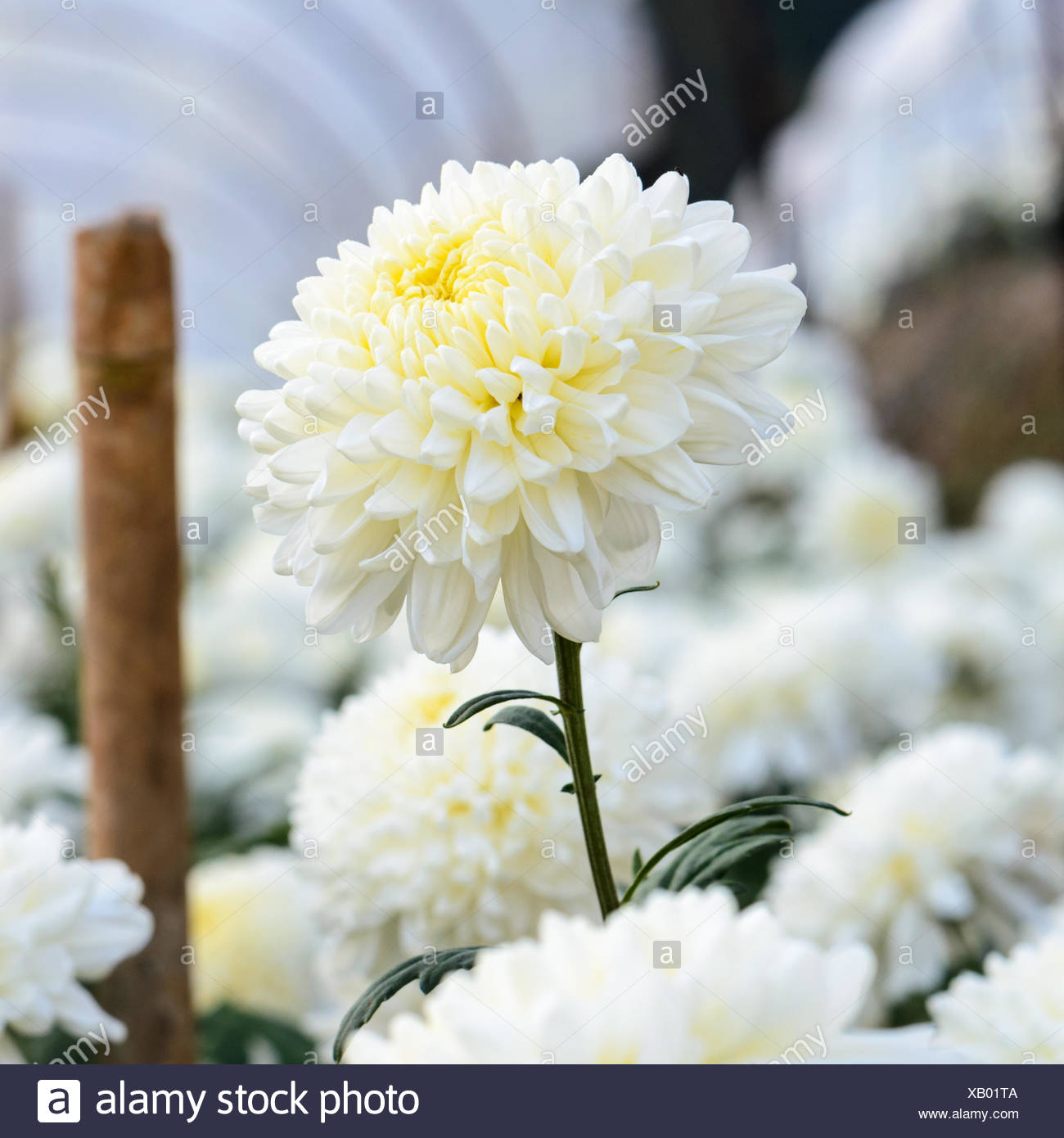 White Chrysanthemum Morifolium flowers at garden on Doi Inthanon