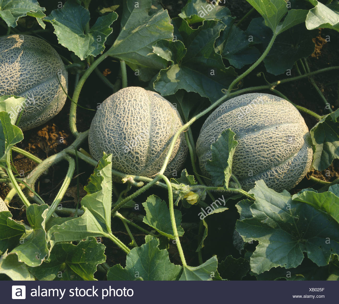 Growing melons in the open field: the choice of varieties, planting and care 87 Growing melons in the open field: the choice of varieties, planting and care 71