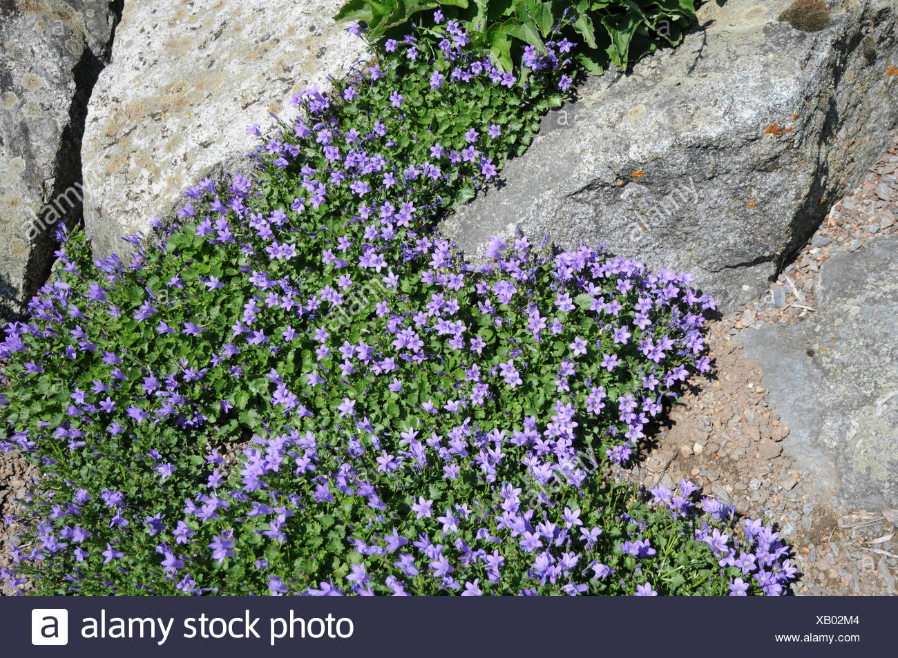 Dalmatian Bellflower Stock Photo Alamy