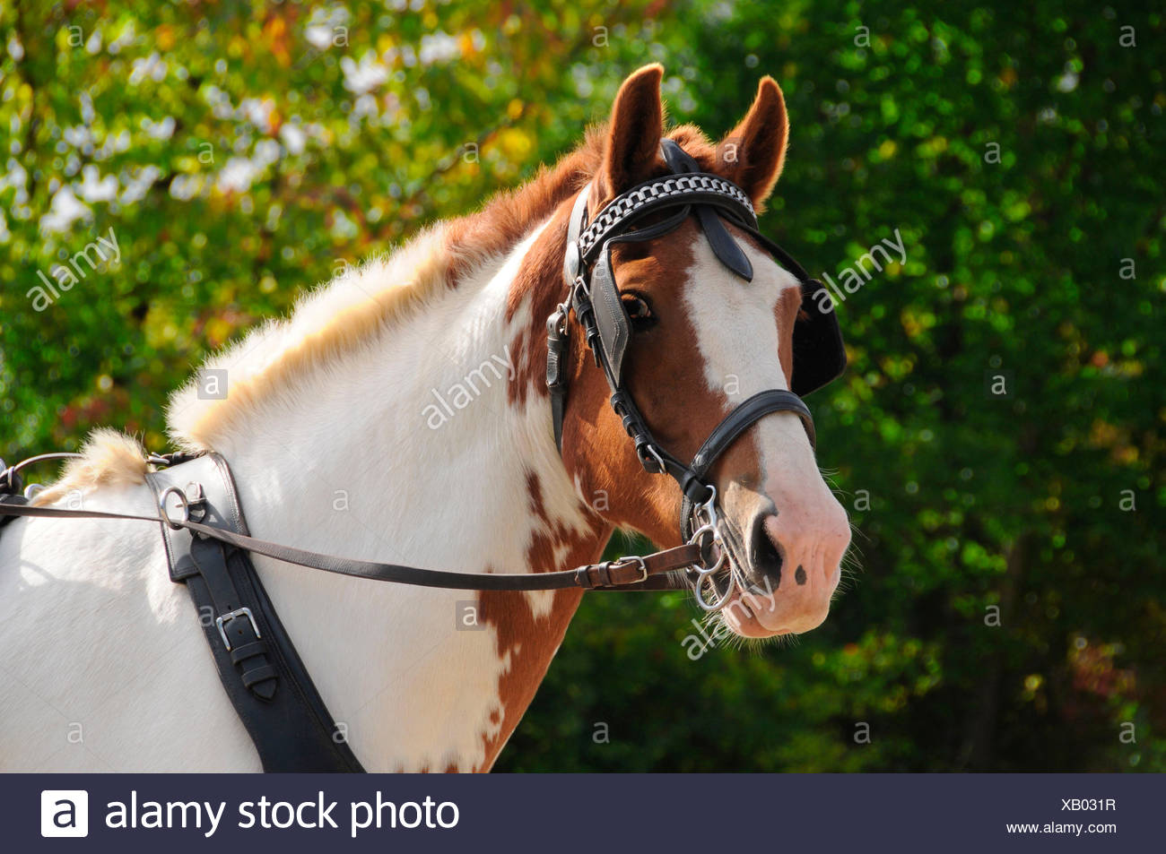 Horse Driving Single Horse Breastcollar Harness Harness