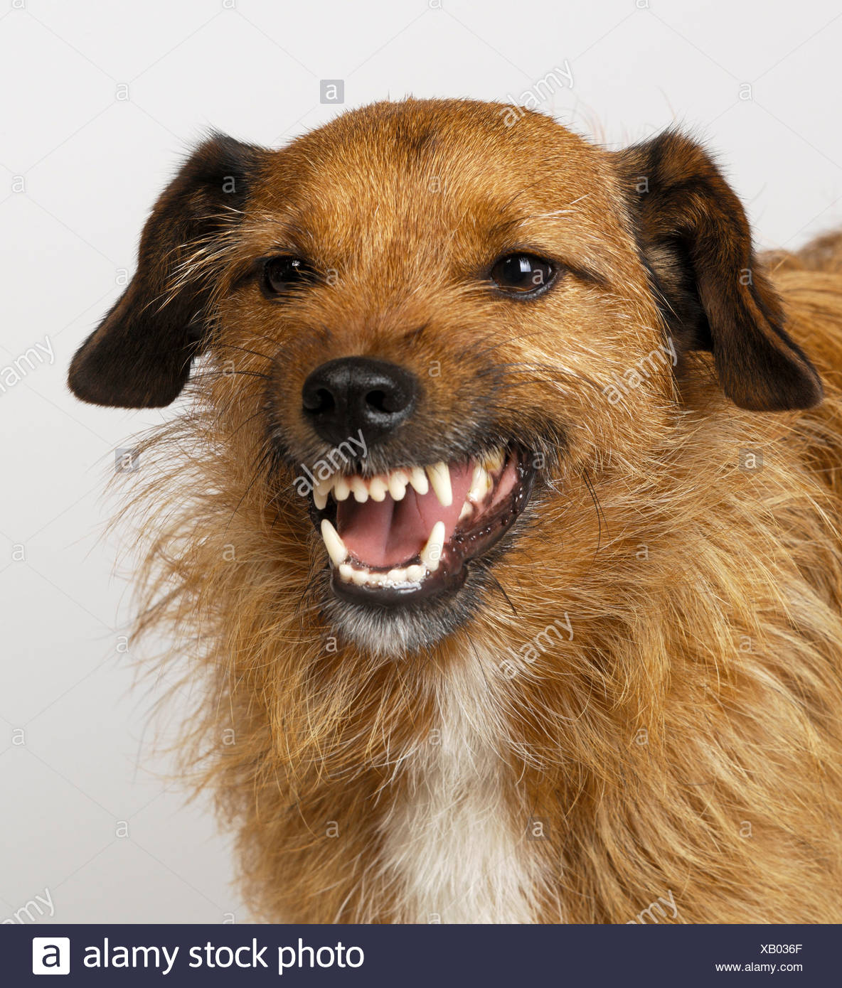Dog Snarling High Resolution Stock Photography and Images - Alamy