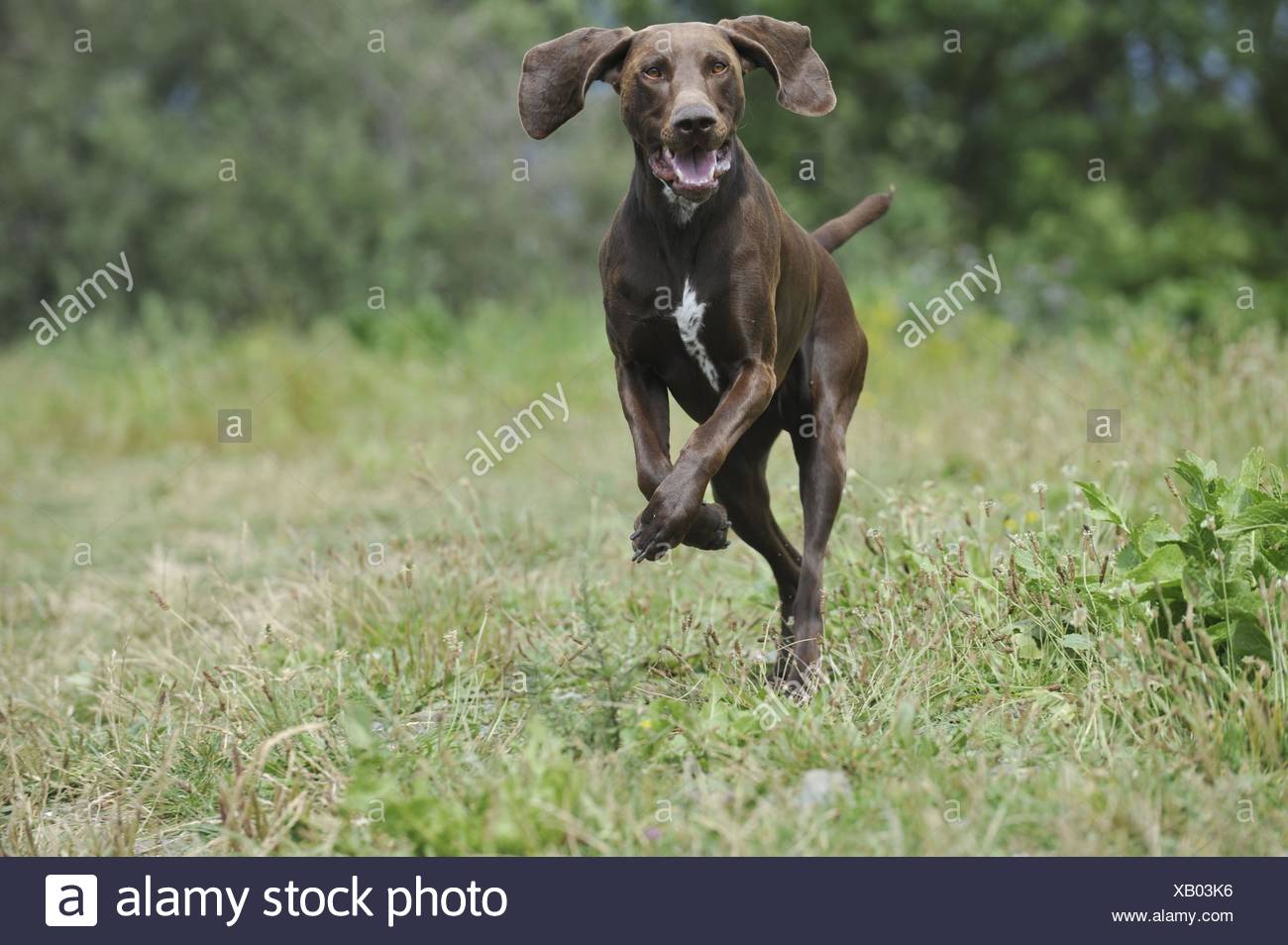 Running German Shorthaired Pointer Stock Photos Running German